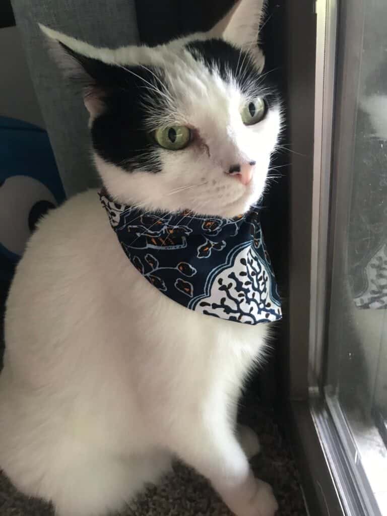 DIY Cat Bandana by Sudden Shake Up