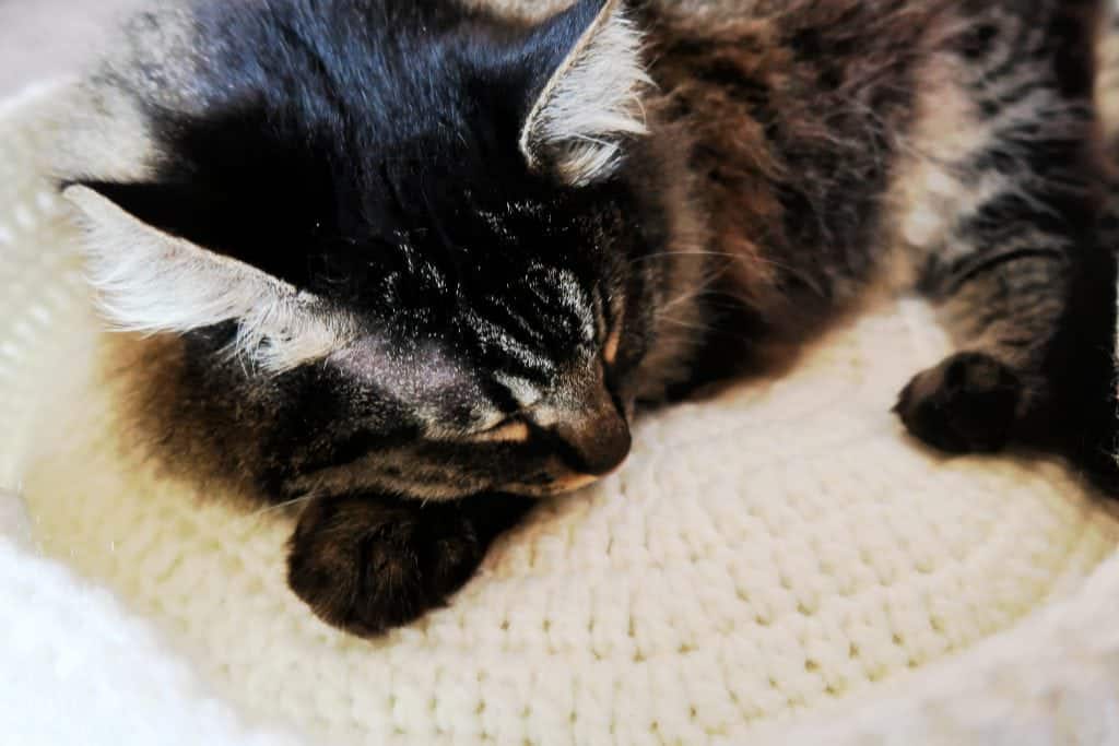 DIY Cat Bed Crochet Pattern