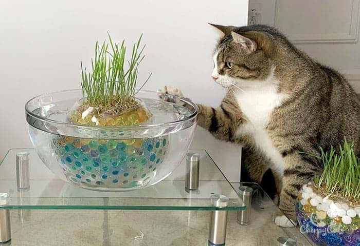 DIY Cat Grass Pond