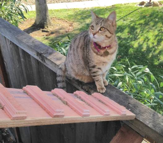 DIY Cat Ramp Ladder Thingy