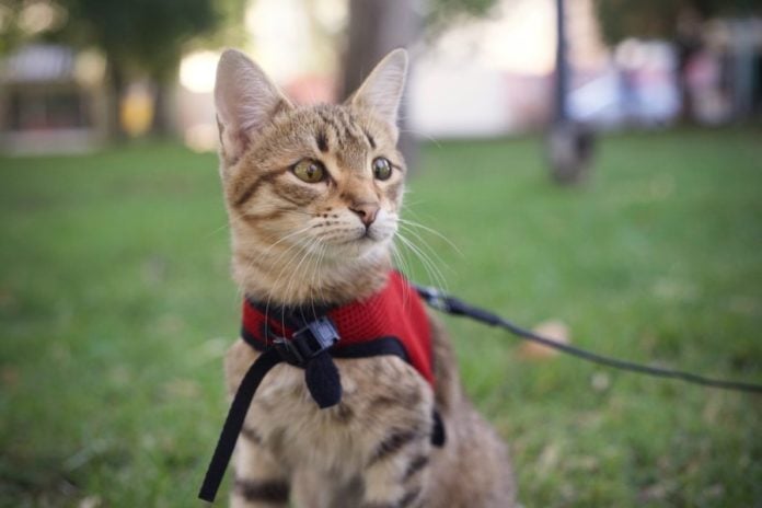 DIY Colorful Cat Harness