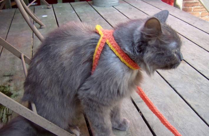 DIY Crochet A Cat Harness Leash