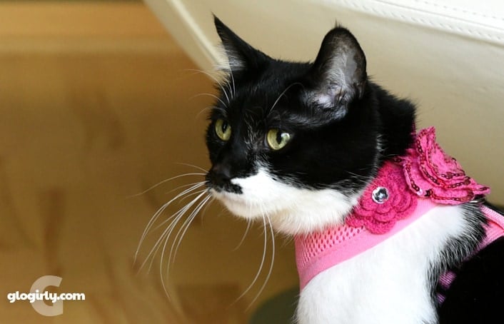 DIY Decorated Cat Harness