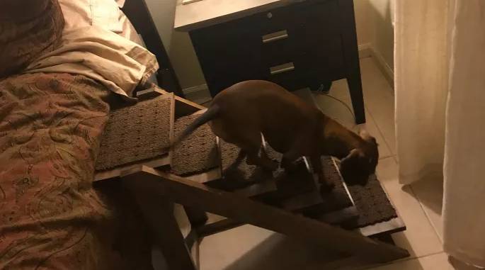 DIY Dog Ramp for Bedroom