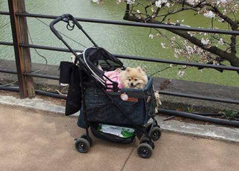 DIY Dog Stroller