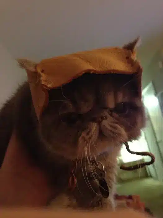 DIY Ewok Cat Hat