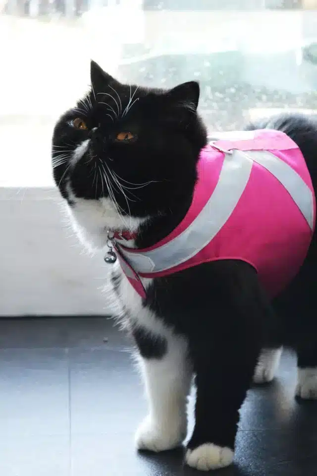 DIY Fabric Cat Harness
