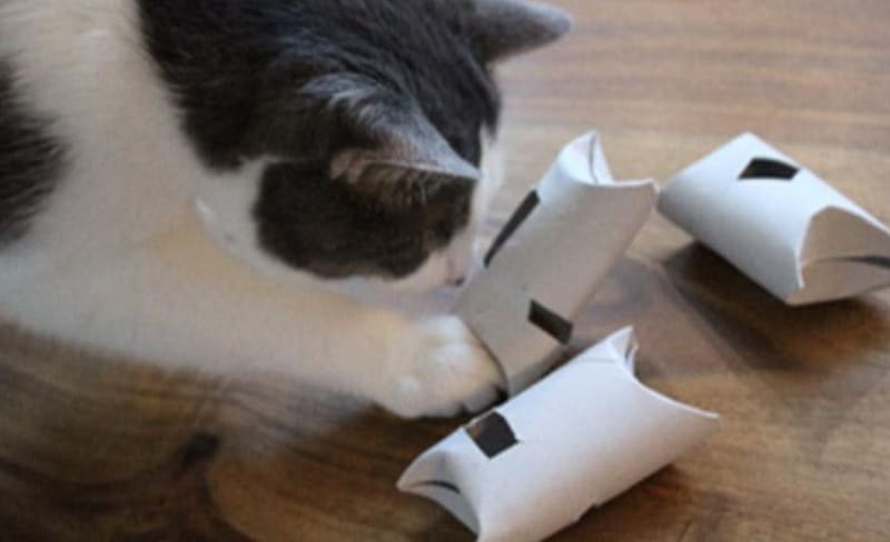 DIY Feline Toilet Paper Roll Puzzle Feeder