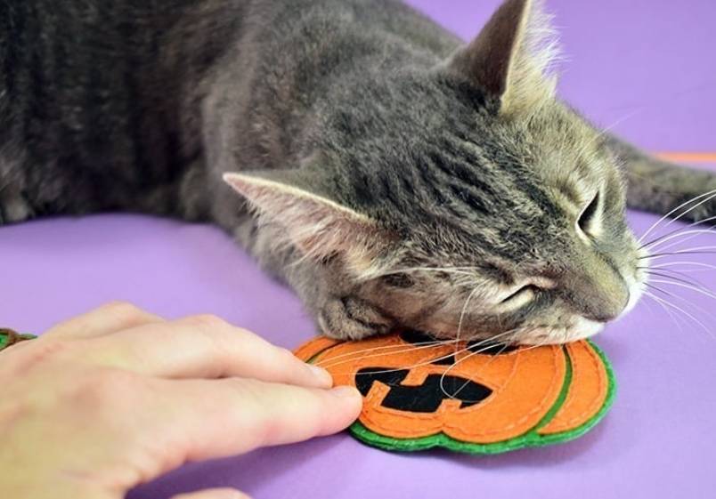 DIY Felt Jack-O-Lantern Cat Toys