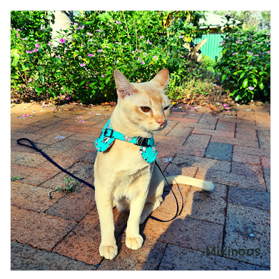 DIY Harness & Leash Set