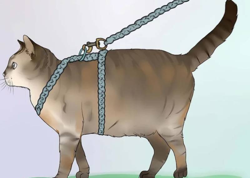 DIY Harness for Your Fat Cat
