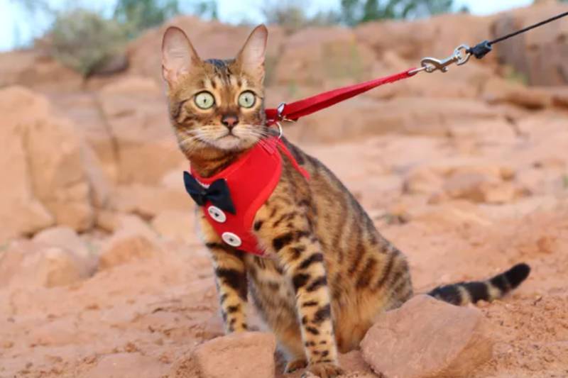 DIY Homemade Cat Harness