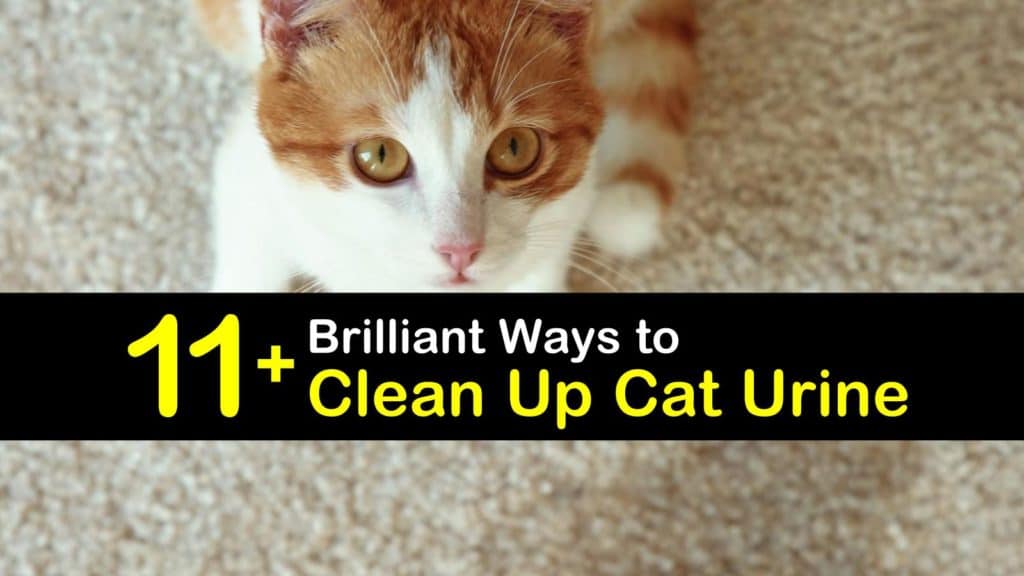 DIY Homemade Cat Urine Cleaner