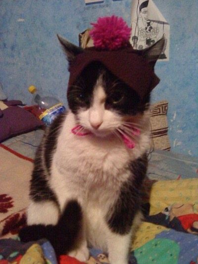 DIY No-Sew Cat Hat