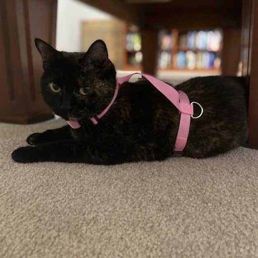 DIY Nylon Adjustable Cat Harness