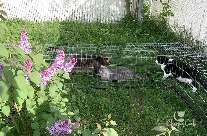 DIY Outdoor Cat Tunnel