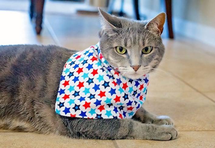 DIY Patriotic Cat-Kerchief For The 4th Of July