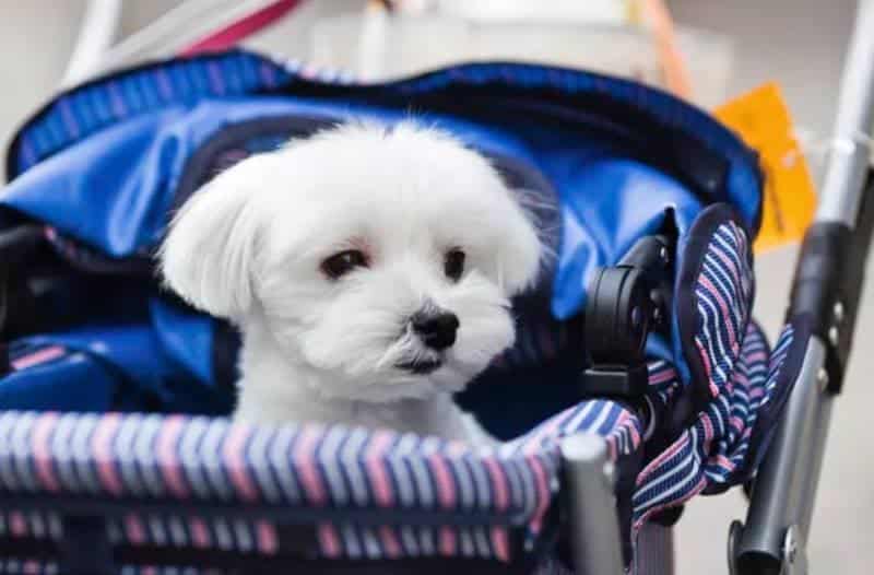 DIY Pet Stroller Out of a Baby Stroller