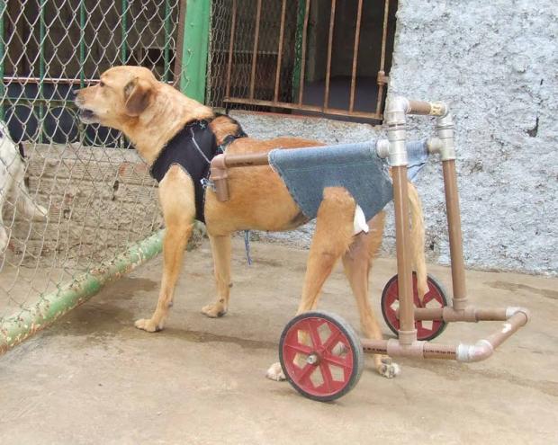 DIY Pet Wheelchair with Wagon by Dicas para gateiros