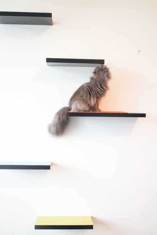DIY Quick Cat Shelves