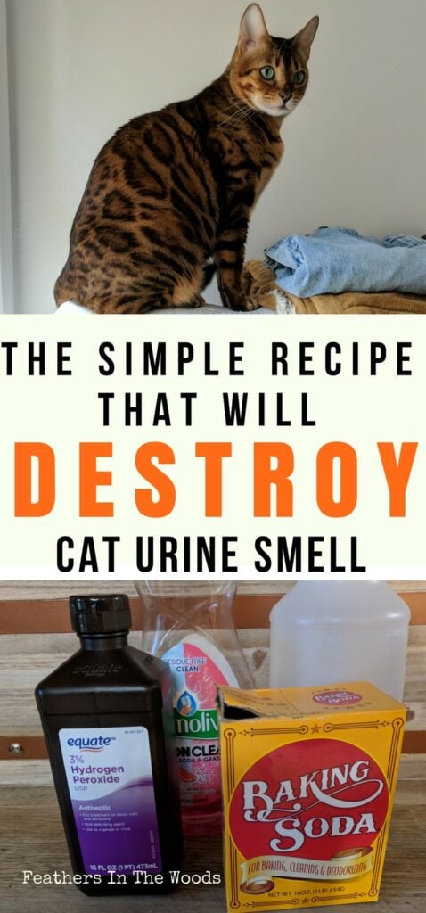 DIY Remove Cat Urine Smell Permanently