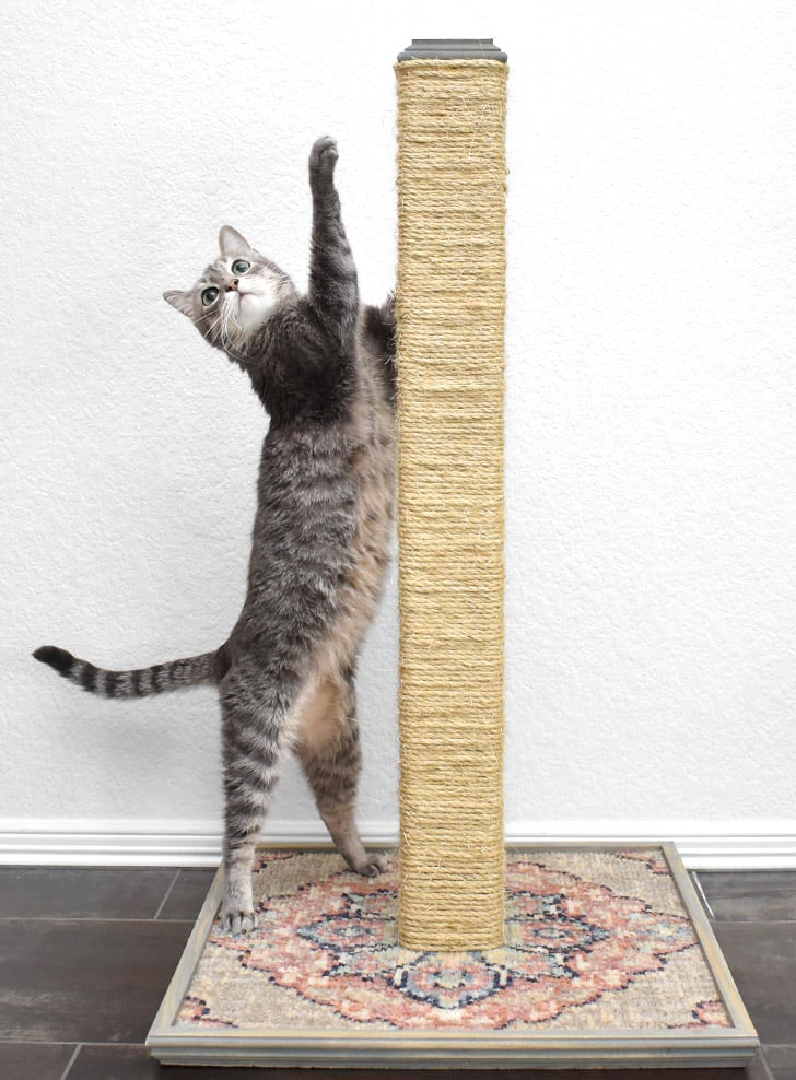 DIY Scratching Post by Dream a Little Bigger