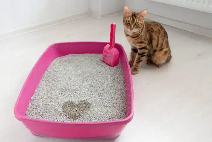 DIY Senior Cat Litter Box from Plant Tray by The Conscious Cat