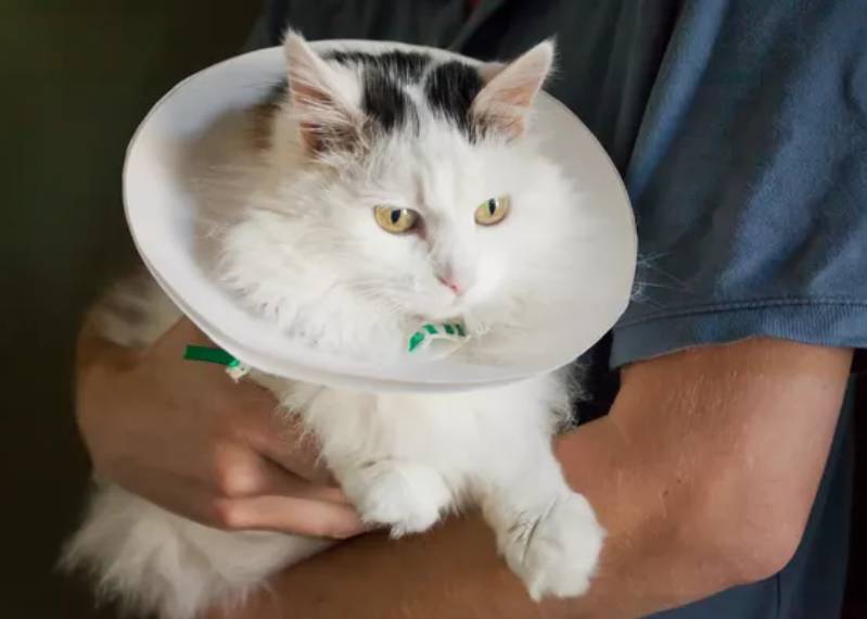 DIY Soft Elizabethan Collar for Cats