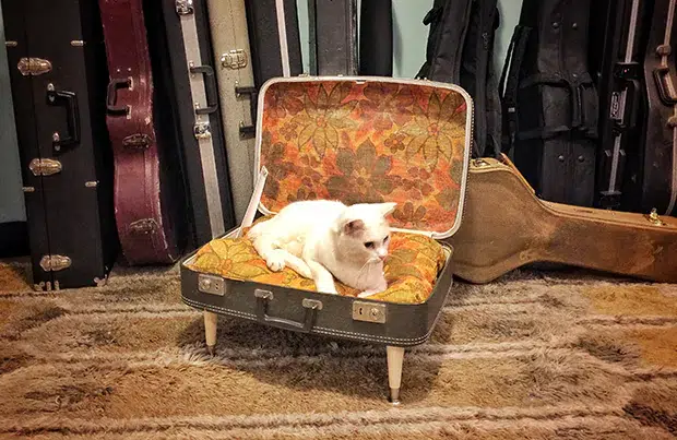 DIY Vintage Suitcase Cat Bed by beChewy