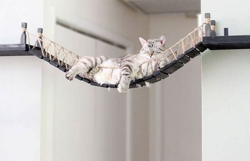 DIY cat bridge