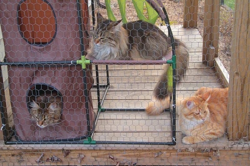 DIY cat catio