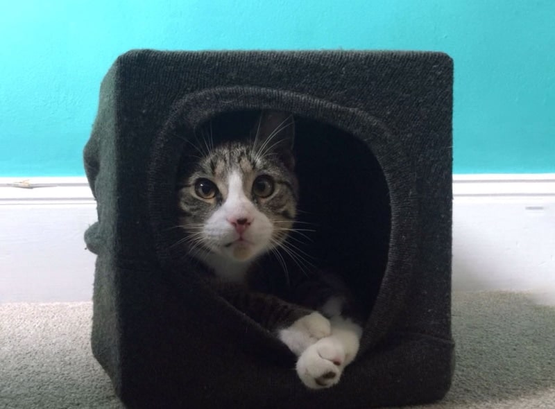 DIY cat cave