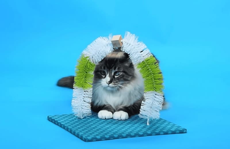 DIY cat grooming arc