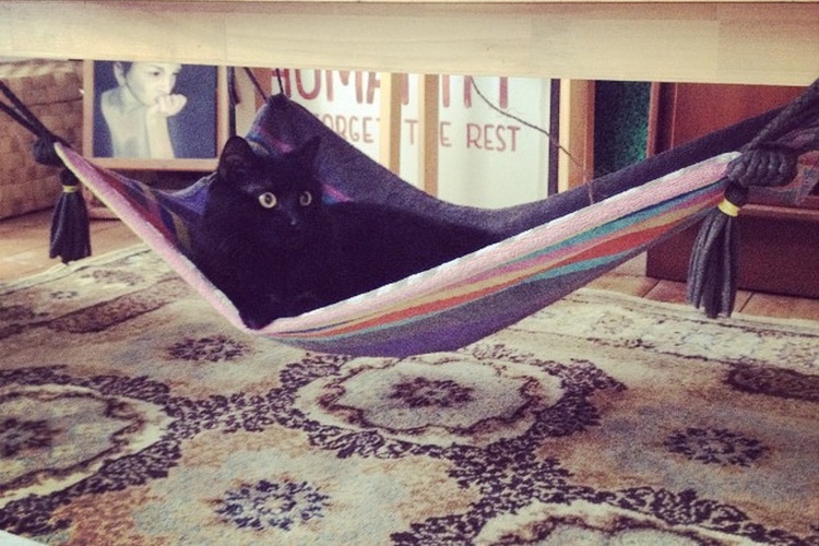 DIY cat hammock