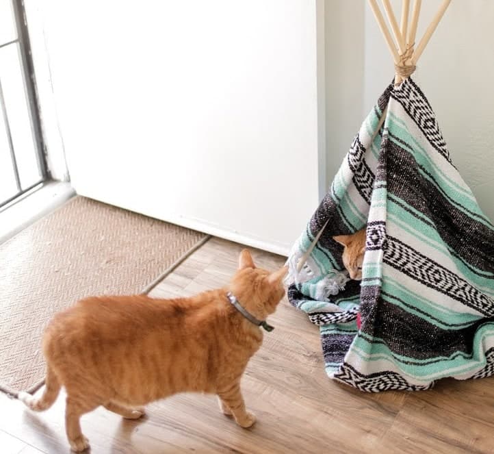 DIY cat tent