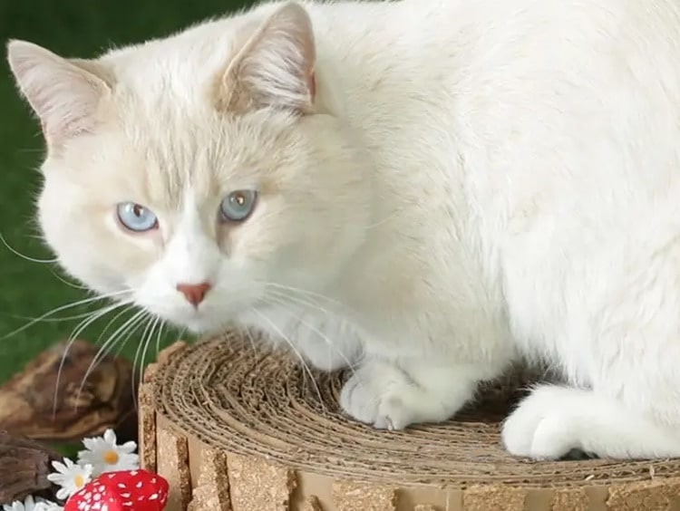 DIY catnip toy