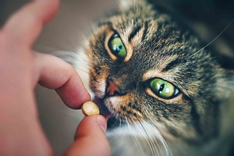 DIY pill pocket for cat