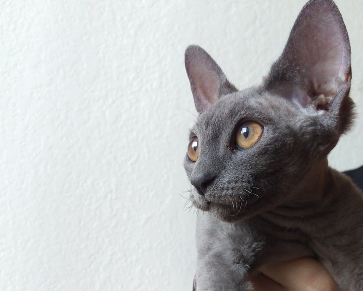 Devon Rex