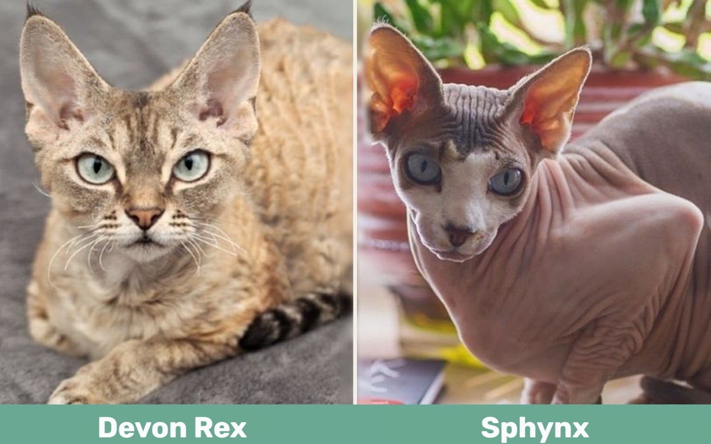 Devon Rex Cat vs Sphynx Cat