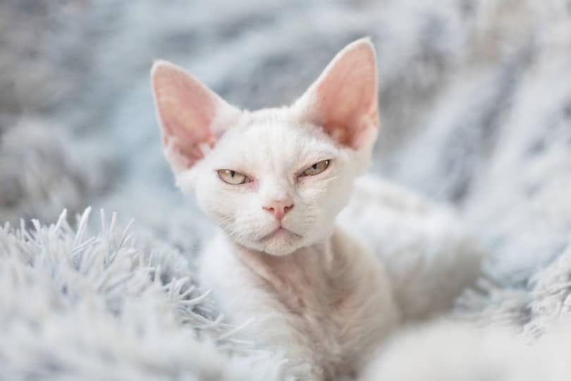 Devon Rex kitten on a white fluffy blanket
