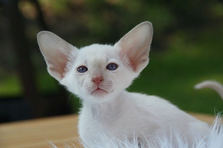 Devon Rex