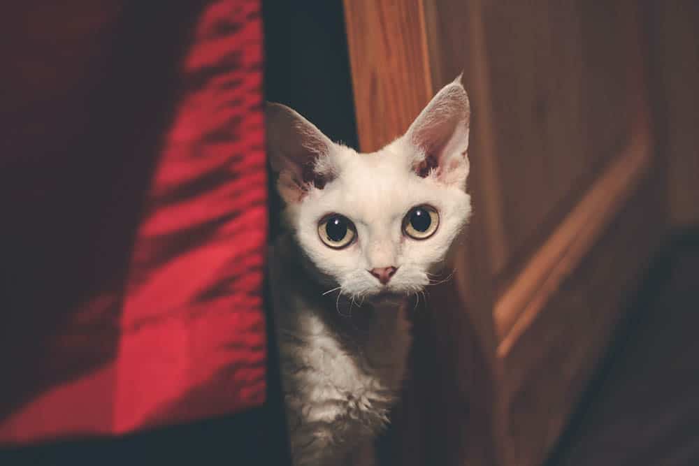 Devon Rex_Simona Melegova_Unsplash