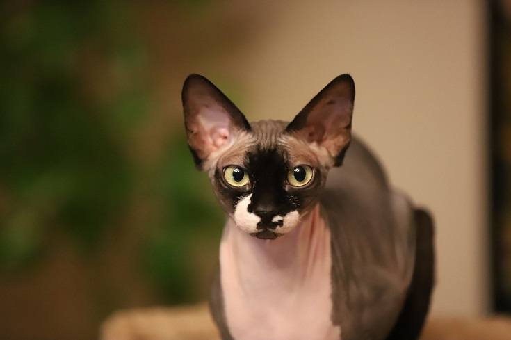 Different Types of Hairless Cats