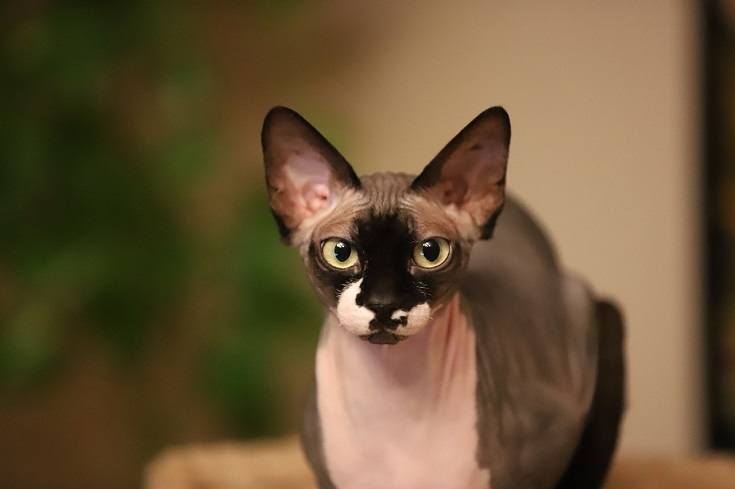 hairless cat feline