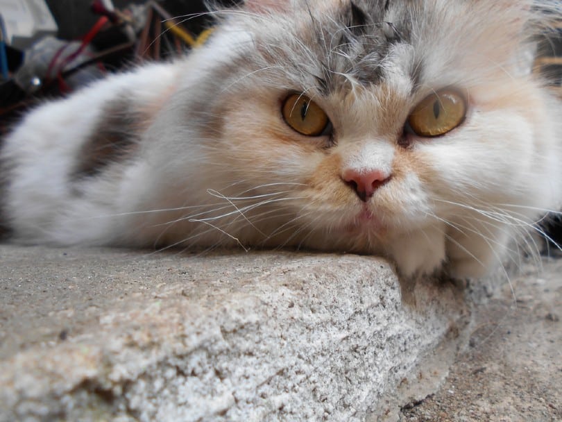 Dilute Calico Turkish Angora