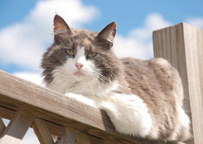 Diluted calico cat resting on railing_Sari Oneal_shutterstock