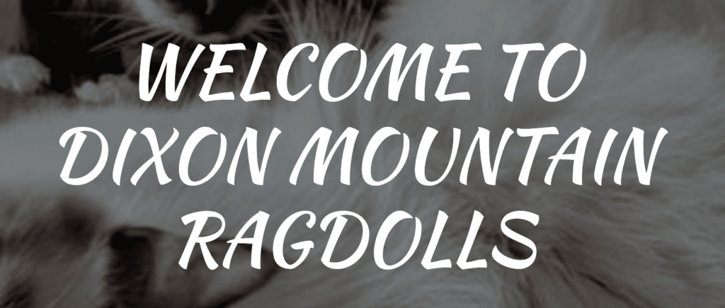 Dixon Mountain Ragdoll Cats