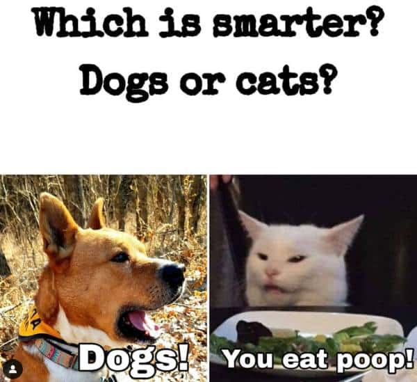 Dogs and Cats