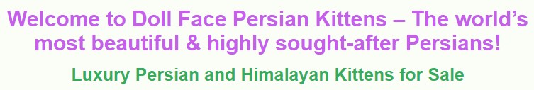 Doll Face Persian Kittens