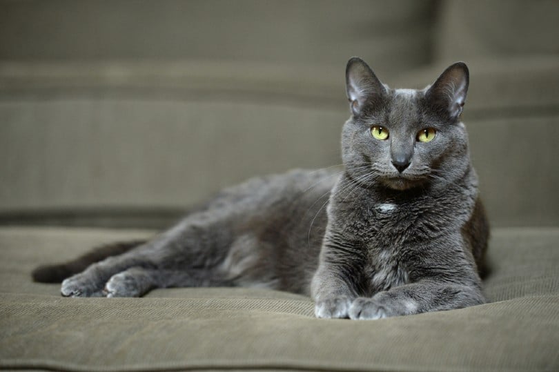 Domestic Korat cat laying on sofa